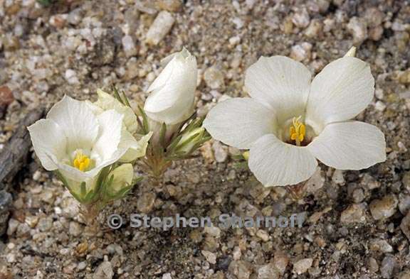 linanthus parryae 1 graphic